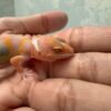 IMG_5830 Tangerine Albino poss Giant - incub Betina - R262366