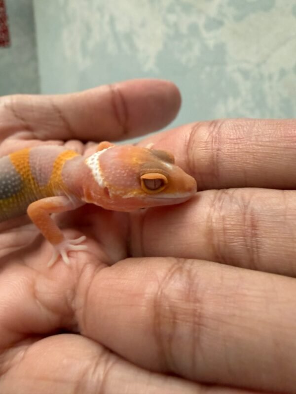 IMG_5830 Tangerine Albino poss Giant - incub Betina - R262366