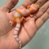 IMG_5835 jual gecko bell lavender jantan baby nice color