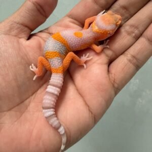 IMG_5835 jual gecko bell lavender jantan baby nice color