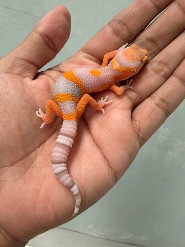 IMG_5835 jual gecko bell lavender jantan baby nice color