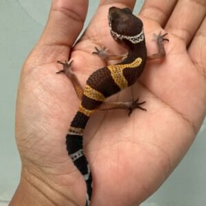 jual gecko tangerine dark choco jungle betina murah