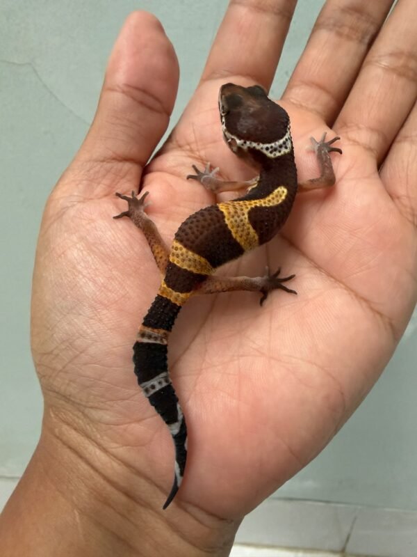 jual gecko tangerine dark choco jungle betina murah