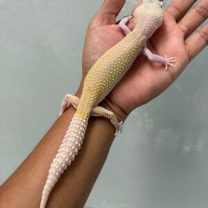 jual leopard gecko snowflakes betina super rare
