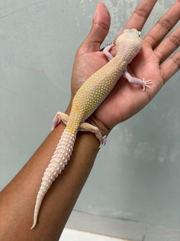 IMG_5844 jual leopard gecko snowflakes betina super rare