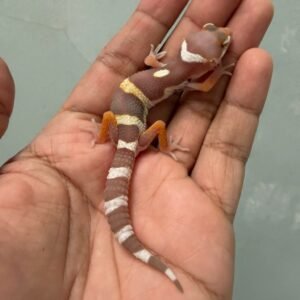 jual gecko snow chocolate incub jantan baby