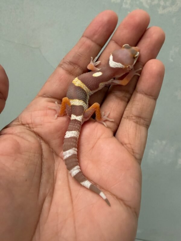 IMG_5851 jual gecko snow chocolate incub jantan baby