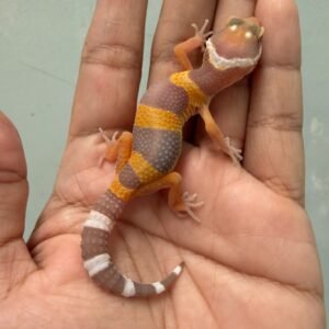 jual gecko tangerine albino black night cross incub betina baby big body