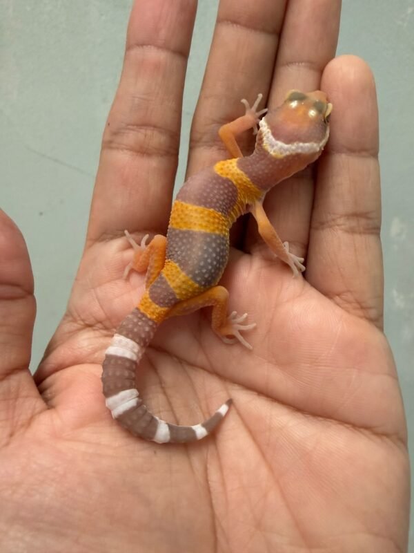 jual gecko tangerine albino black night cross incub betina baby big body