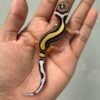jual gecko tangerine bold stripe incub jantan baby
