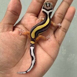 jual gecko tangerine bold stripe incub jantan baby