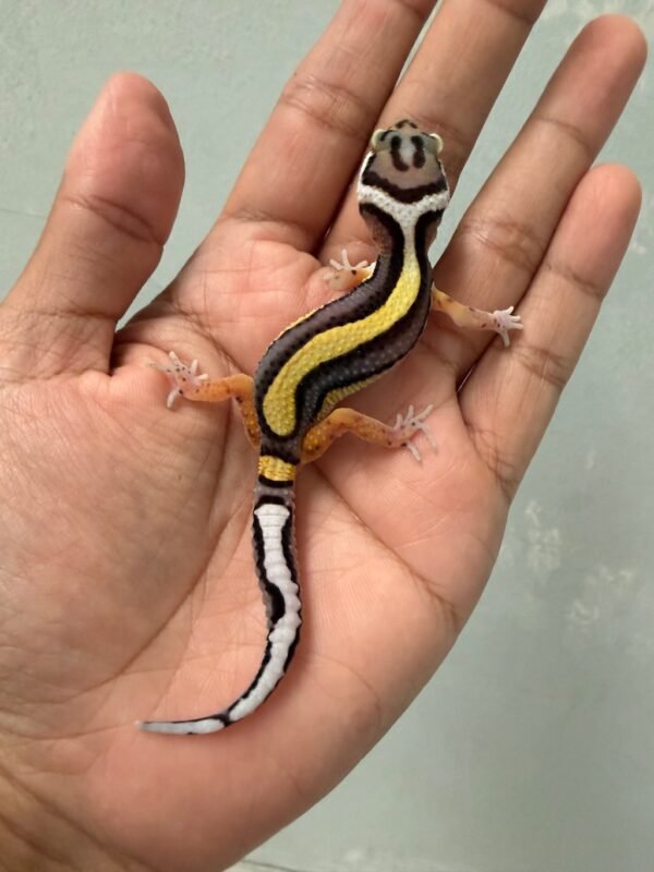 jual gecko tangerine bold stripe incub jantan baby