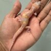 IMG_5880 jual gecko white and yellow mack snow raptor jantan baby