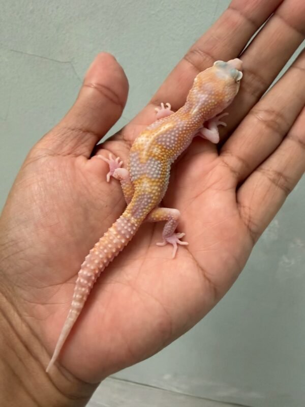 IMG_5880 jual gecko white and yellow mack snow raptor jantan baby