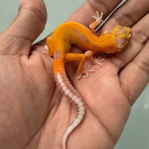 jual gecko bell patty stripe incub betina baby