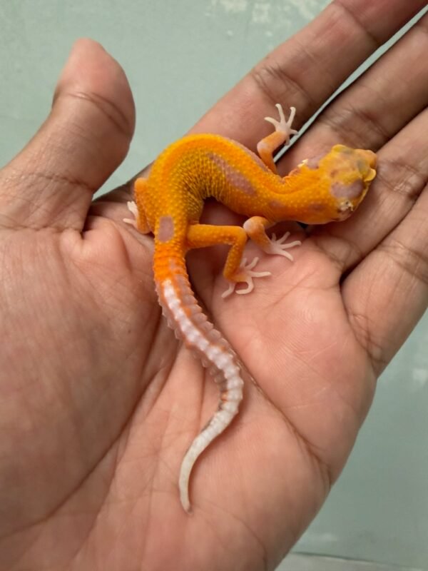jual gecko bell patty stripe incub betina baby