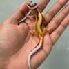 jual gecko white and yellow tangerine bold stripe incub jantan baby rare