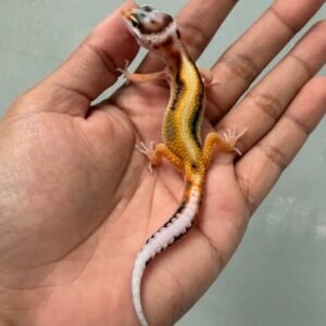 jual gecko white and yellow tangerine bold stripe incub jantan baby rare