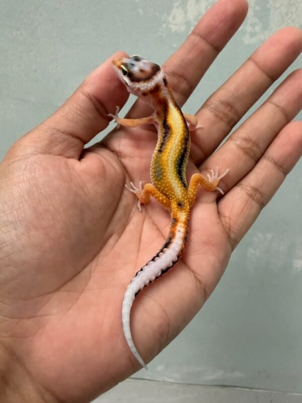 jual gecko white and yellow tangerine bold stripe incub jantan baby rare
