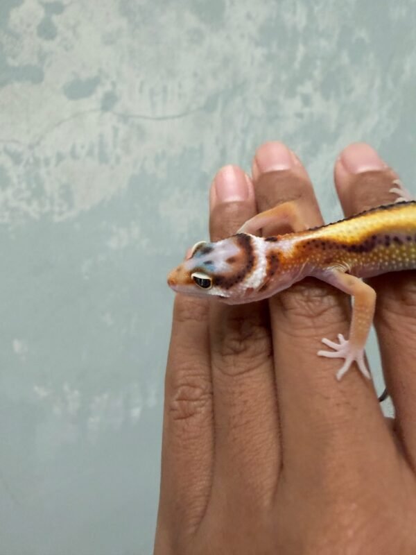 White & Yellow Tangerine Bold Stripe - incub Jantan - R262333 - JARANG ADA