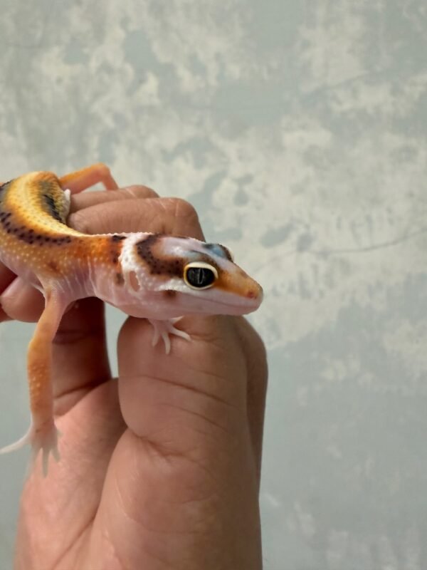 White & Yellow Tangerine Bold Stripe - incub Jantan - R262333 - JARANG ADA