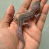 jual gecko black night cotton incub betina baby