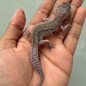 IMG_5908 jual gecko black night cotton incub betina baby