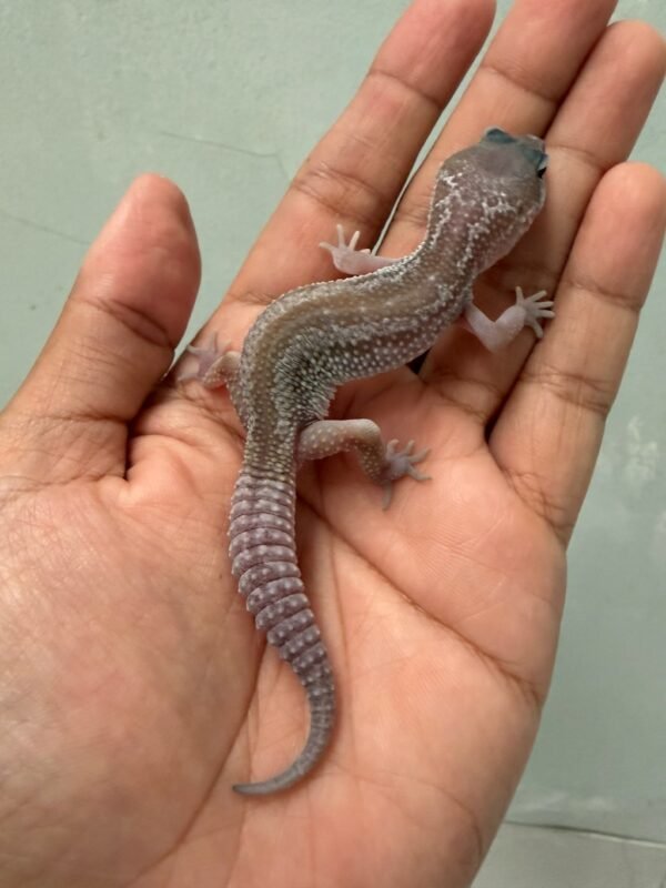 jual gecko black night cotton incub betina baby