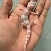 IMG_5917 jual gecko white and yellow mack snow raptor jantan baby