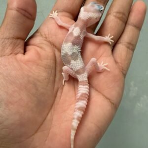 IMG_5917 jual gecko white and yellow mack snow raptor jantan baby