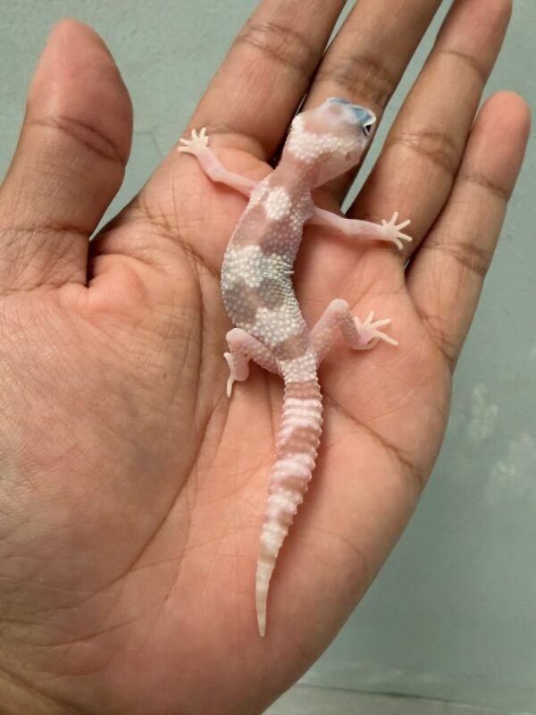IMG_5917 jual gecko white and yellow mack snow raptor jantan baby