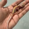 IMG_5920 jual gecko tremper bold stripe jantan baby