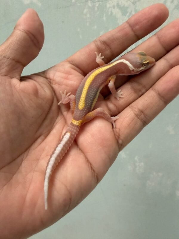 IMG_5920 jual gecko tremper bold stripe jantan baby