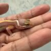 IMG_5921 Tremper Bold Stripe - Jantan - R262227