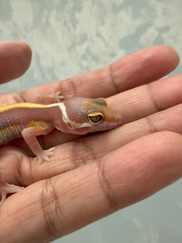 IMG_5921 Tremper Bold Stripe - Jantan - R262227