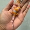 jual gecko hybino poss giant jantan baby