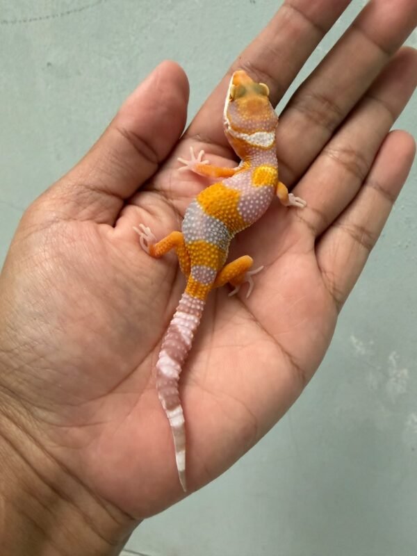 jual gecko hybino poss giant jantan baby