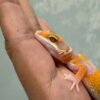 Hybino poss Giant - Jantan - R262369