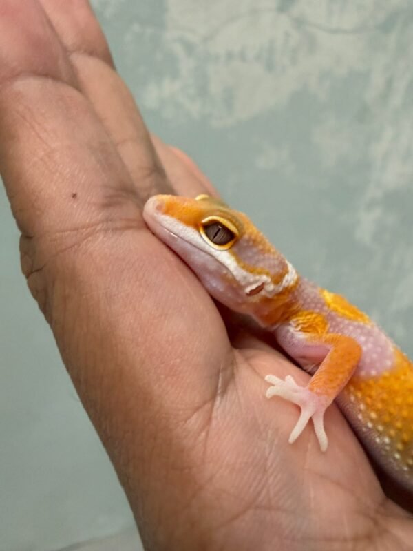 Hybino poss Giant - Jantan - R262369