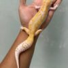 IMG_5928 jual gecko white and yellow mack snow raptor betina indukan