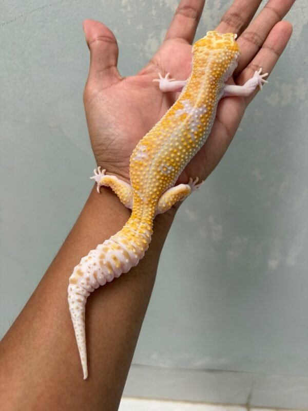 IMG_5928 jual gecko white and yellow mack snow raptor betina indukan
