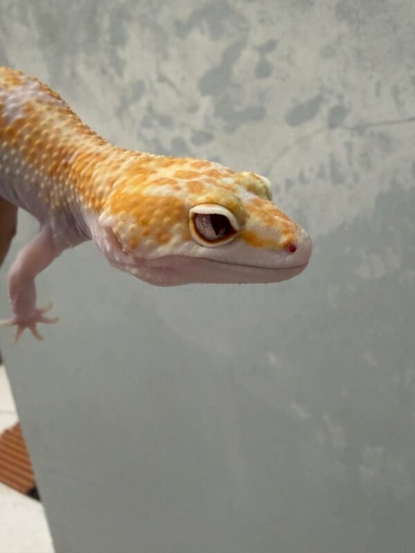 IMG_5929 White & Yellow Mack Snow RAPTOR - Betina - L103 - HIGH EXPRESSION