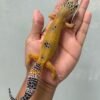 IMG_5934 jual gecko hypo tangerine black night cross betina