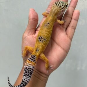 jual gecko hypo tangerine black night cross betina