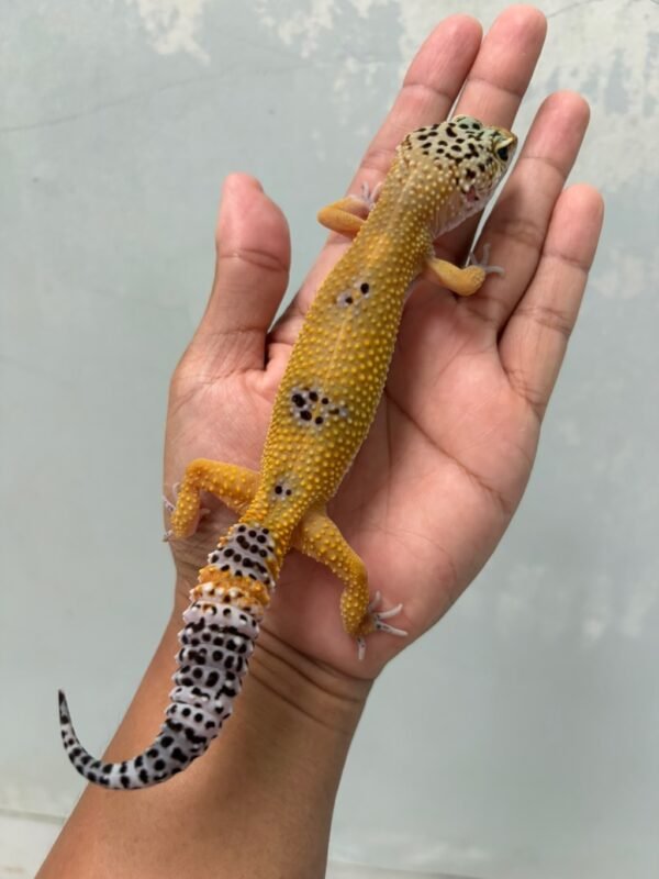 IMG_5934 jual gecko hypo tangerine black night cross betina