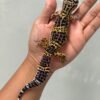 jual gecko black night cross betina indukan