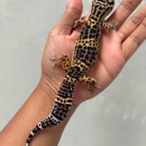 IMG_5937 jual gecko black night cross betina indukan
