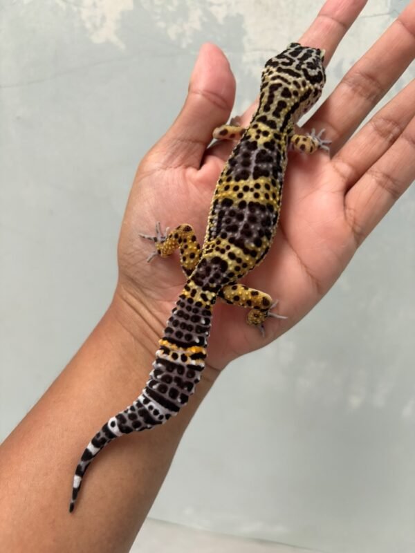 jual gecko black night cross betina indukan