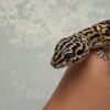 Black Night Cross ph Tremper - Betina - B260907