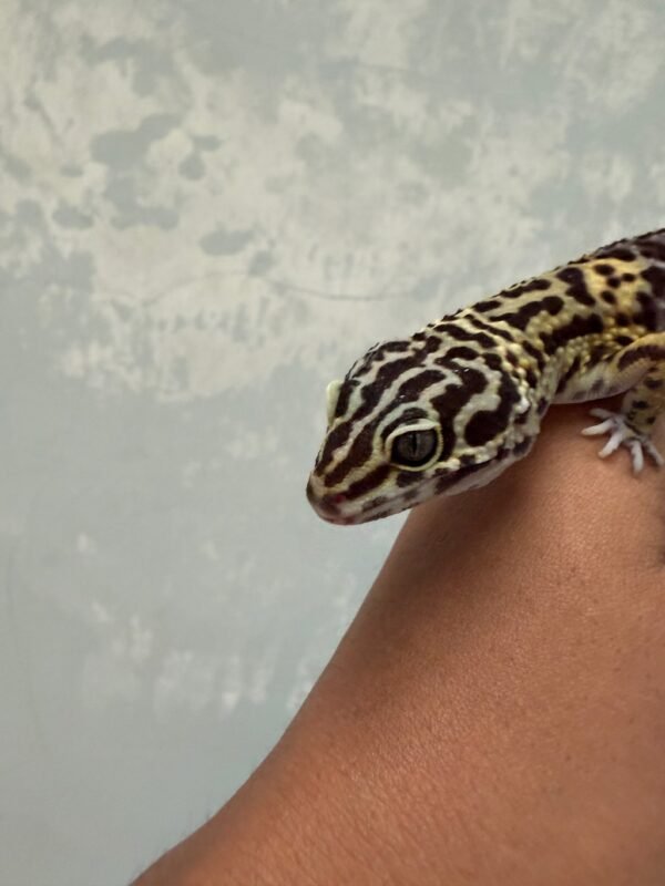 Black Night Cross ph Tremper - Betina - B260907